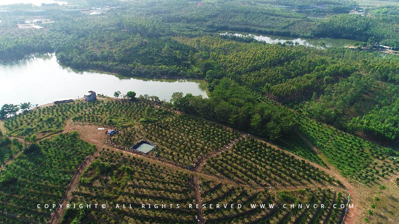 【全域分享】航拍中科富硒廉江紅橙基地，領略廉江紅橙生態(tài)種植