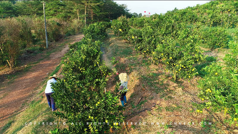 【全域分享】航拍中科富硒廉江紅橙基地，領略廉江紅橙生態(tài)種植